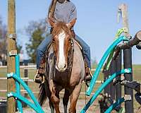 youth-draft-horse