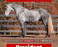 all-around-friesian-horse