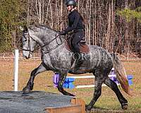 cross-friesian-horse