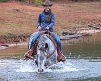 dressage-friesian-horse