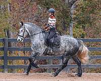 flashy-friesian-horse