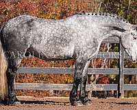 jumping-friesian-horse