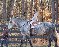 kid-safe-friesian-horse