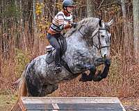 parade-friesian-horse