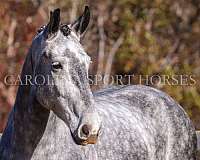 ranch-work-friesian-horse