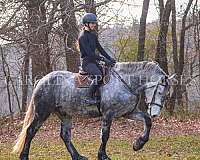 ridden-english-friesian-horse