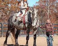 ridden-western-friesian-horse