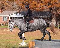 show-friesian-horse