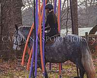 trail-riding-friesian-horse