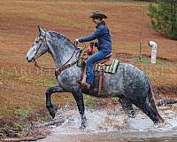 youth-friesian-horse