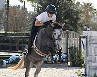 grey-shetland-pony-mare