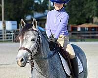 all-around-shetland-pony