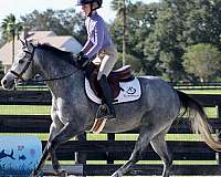 athletic-shetland-pony