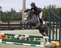 barrel-racing-shetland-pony