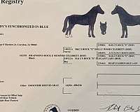 jumping-shetland-pony