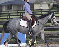 hunter-jumper-shetland-pony