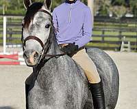 kid-safe-shetland-pony