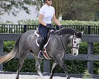 performance-shetland-pony