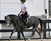 ranch-work-shetland-pony