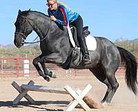 calf-roping-quarter-horse