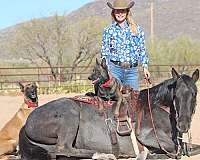 ranch-work-quarter-horse