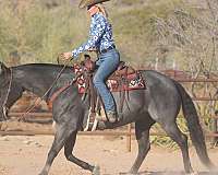 reining-quarter-horse