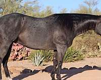 ridden-english-quarter-horse