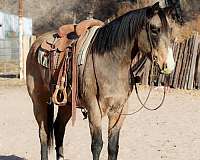 barrel-racing-quarter-horse