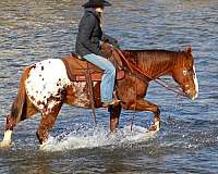 athletic-appaloosa-horse