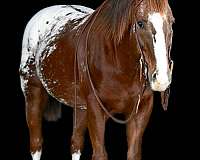 flashy-appaloosa-horse