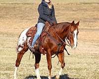 husband-safe-appaloosa-horse