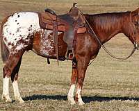 parade-appaloosa-horse