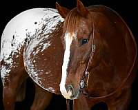 performance-appaloosa-horse