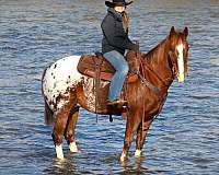 ranch-versatility-appaloosa-horse