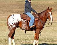 ranch-work-appaloosa-horse