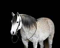 athletic-quarter-horse