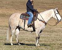 ranch-versatility-quarter-horse