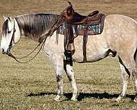 ranch-work-quarter-horse