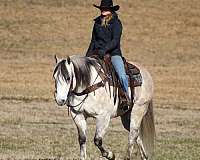 trail-riding-quarter-horse