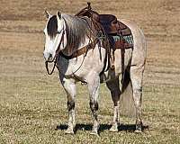 working-cattle-quarter-horse