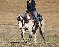 grey-quarter-horse-gelding