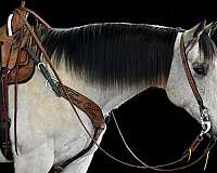 performance-quarter-horse