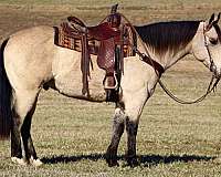 ranch-versatility-quarter-horse