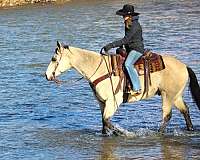 trail-riding-quarter-horse