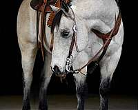 western-riding-quarter-horse