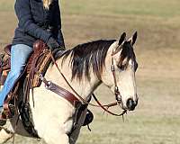 working-cattle-quarter-horse