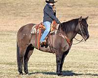 ranch-work-quarter-horse