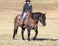 show-quarter-horse