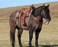 trail-riding-quarter-horse