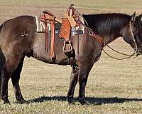 western-riding-quarter-horse